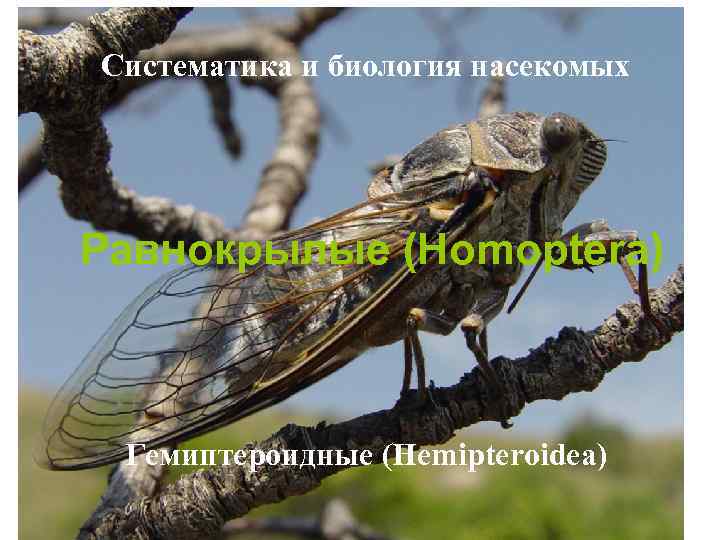 Систематика и биология насекомых Равнокрылые (Homoptera) Гемиптероидные (Hemipteroidea) 