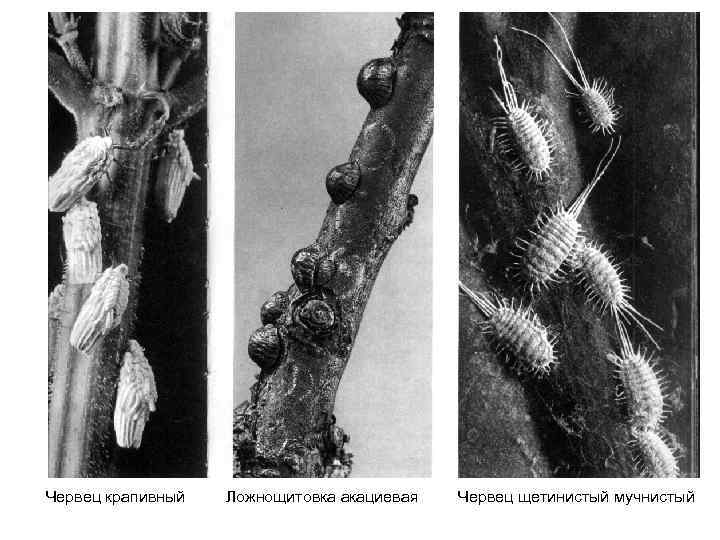 Червец крапивный Ложнощитовка акациевая Червец щетинистый мучнистый 