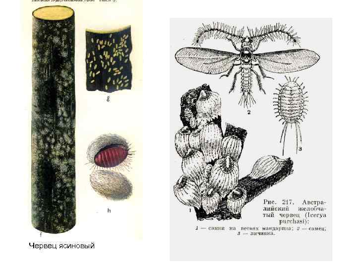 Червец ясиновый 