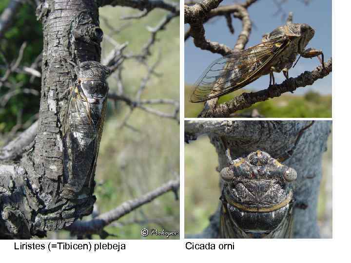 Liristes (=Tibicen) plebeja Cicada orni 