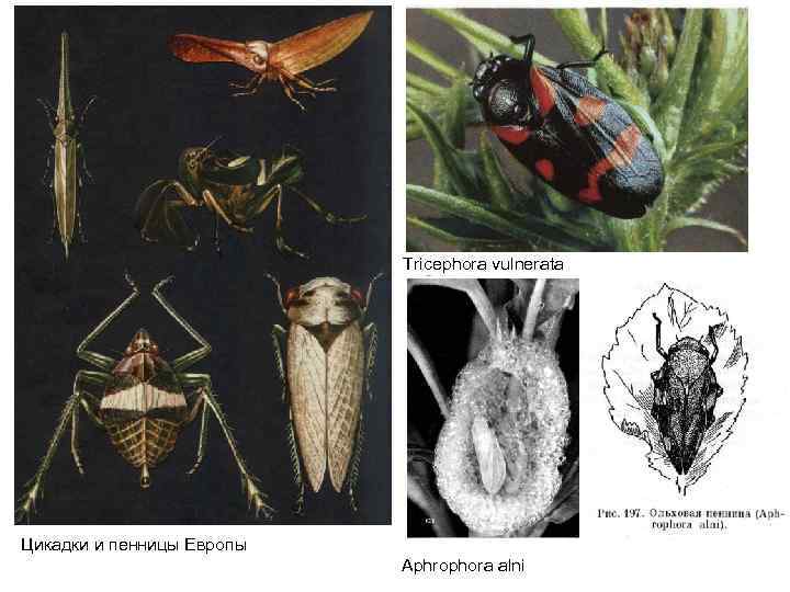 Tricephora vulnerata Цикадки и пенницы Европы Aphrophora alni 