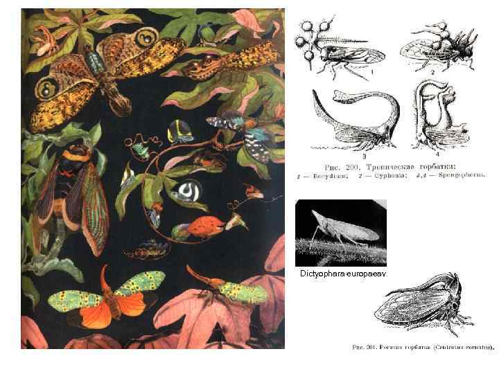 Dictyophara europaeav 