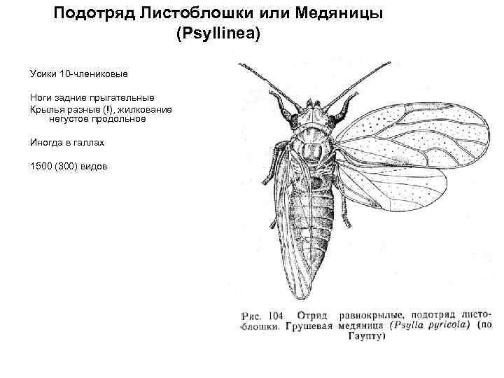 Какой тип развития характерен для цикады обыкновенной изображенной на рисунке