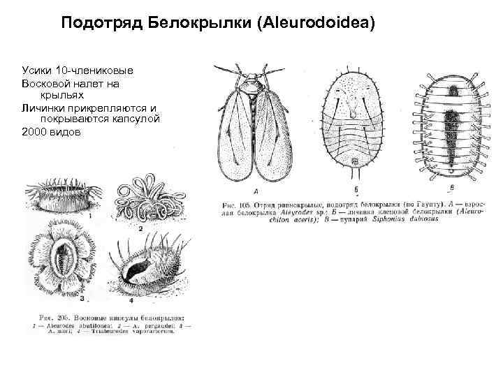 Белокрылка развитие. Белокрылка цикл развития. Тепличная белокрылка цикл развития. Цикл развития белокрылки тепличной. Размножение белокрылки цикл.