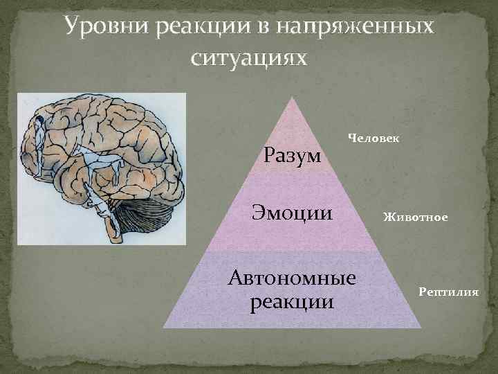 Уровни реакции в напряженных ситуациях Разум Человек Эмоции Автономные реакции Животное Рептилия 