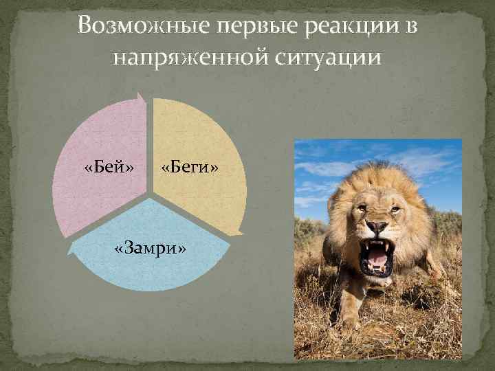 Возможные первые реакции в напряженной ситуации «Бей» «Беги» «Замри» 