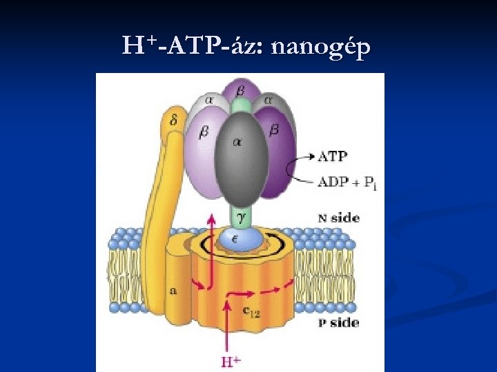 H+-ATP-áz: nanogép 