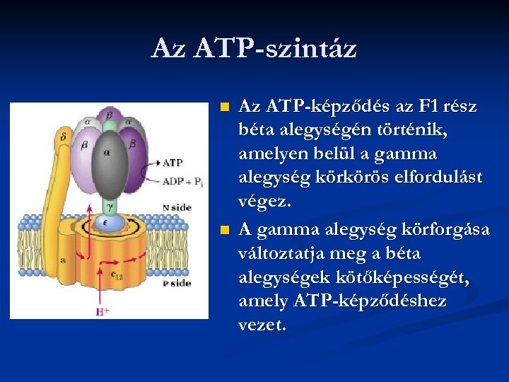 Az ATP-szintáz n n Az ATP-képződés az F 1 rész béta alegységén történik, amelyen