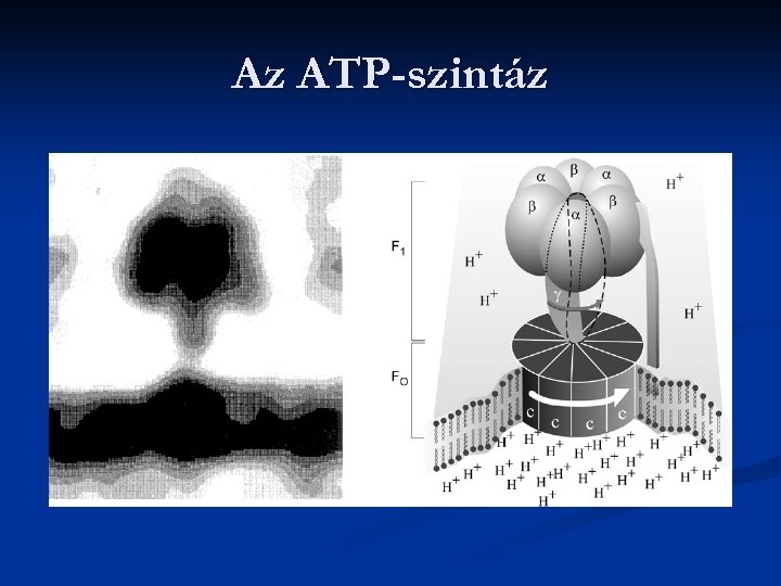 Az ATP-szintáz 