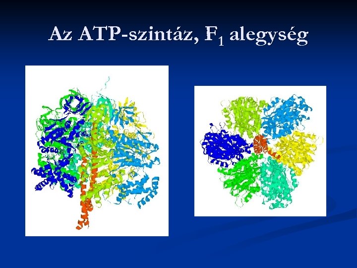 Az ATP-szintáz, F 1 alegység 