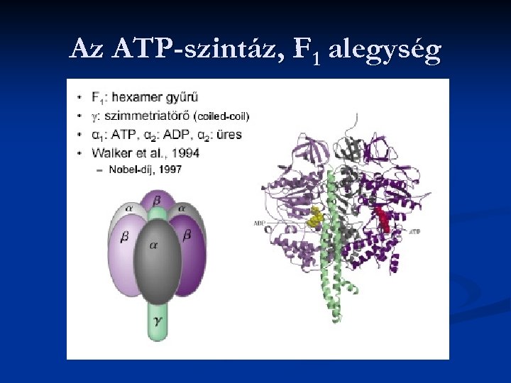 Az ATP-szintáz, F 1 alegység 