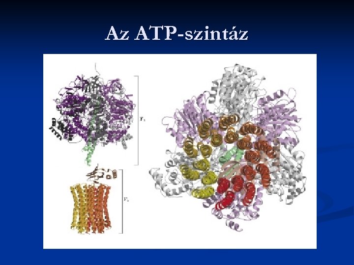 Az ATP-szintáz 
