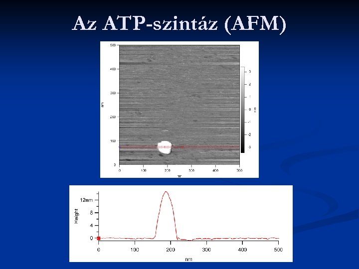 Az ATP-szintáz (AFM) 