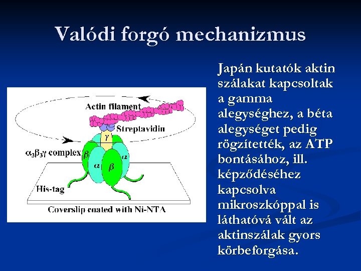 Valódi forgó mechanizmus Japán kutatók aktin szálakat kapcsoltak a gamma alegységhez, a béta alegységet