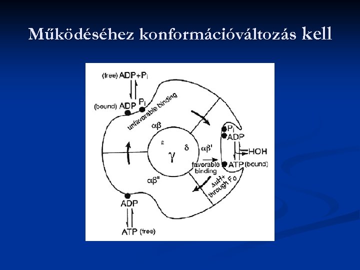 Működéséhez konformációváltozás kell 