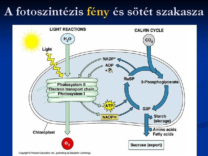 A fotoszintézis fény és sötét szakasza 
