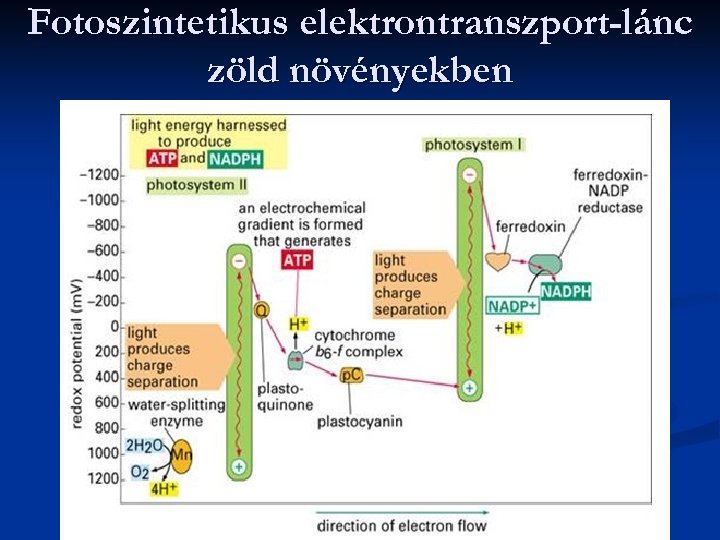 Fotoszintetikus elektrontranszport-lánc zöld növényekben 