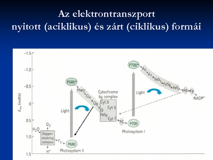 Az elektrontranszport nyitott (aciklikus) és zárt (ciklikus) formái 