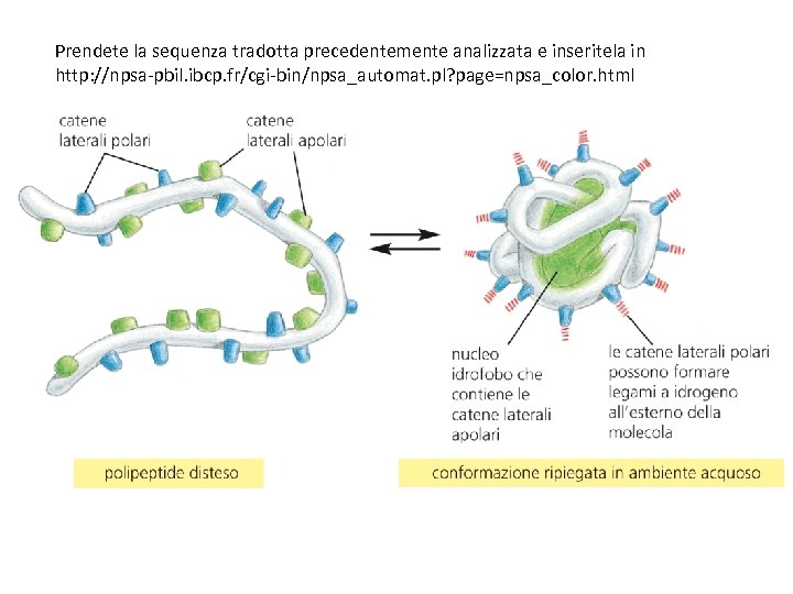 Prendete la sequenza tradotta precedentemente analizzata e inseritela in http: //npsa-pbil. ibcp. fr/cgi-bin/npsa_automat. pl?