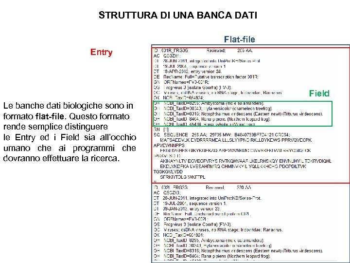 STRUTTURA DI UNA BANCA DATI Flat-file Entry Field Le banche dati biologiche sono in