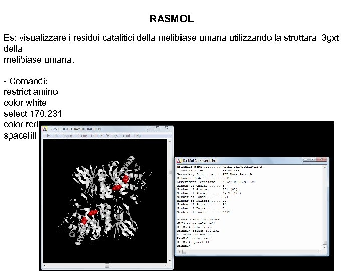 RASMOL Es: visualizzare i residui catalitici della melibiase umana utilizzando la struttara 3 gxt