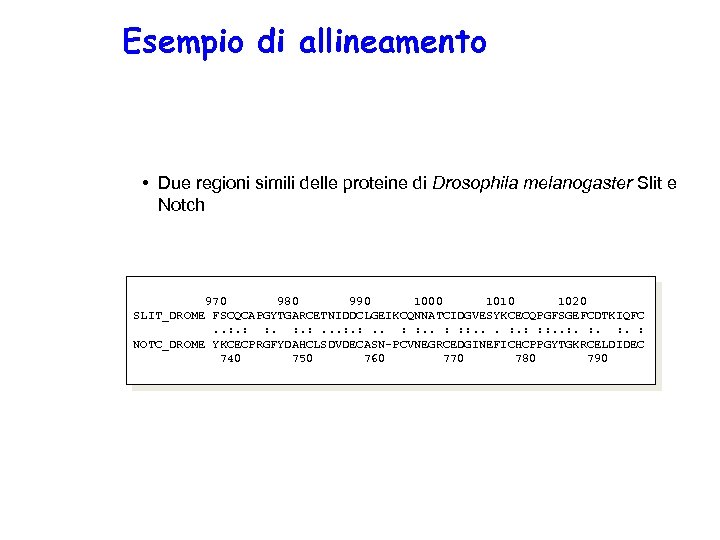 Esempio di allineamento • Due regioni simili delle proteine di Drosophila melanogaster Slit e