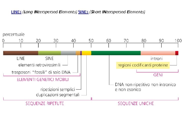 LINEs (Long INterspersed Elements) SINEs (Short INterspersed Elements) 