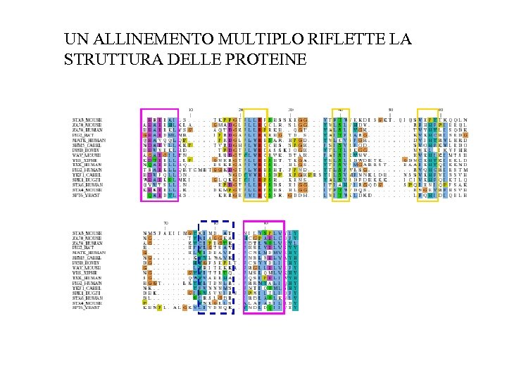 UN ALLINEMENTO MULTIPLO RIFLETTE LA STRUTTURA DELLE PROTEINE 