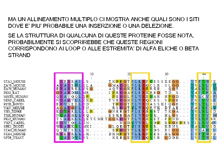 MA UN ALLINEAMENTO MULTIPLO CI MOSTRA ANCHE QUALI SONO I SITI DOVE E’ PIU’