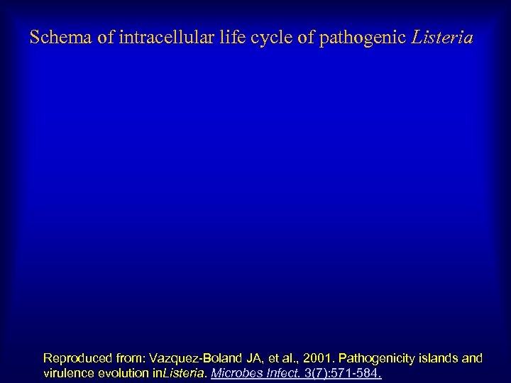 Schema of intracellular life cycle of pathogenic Listeria Reproduced from: Vazquez-Boland JA, et al.