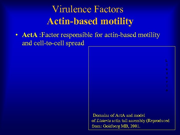 Virulence Factors Actin-based motility • Act. A : Factor responsible for actin-based motility and