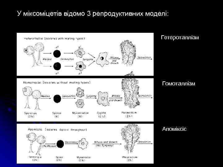 У міксоміцетів відомо 3 репродуктивних моделі: Гетероталлізм Гомоталлізм Апоміксіс 