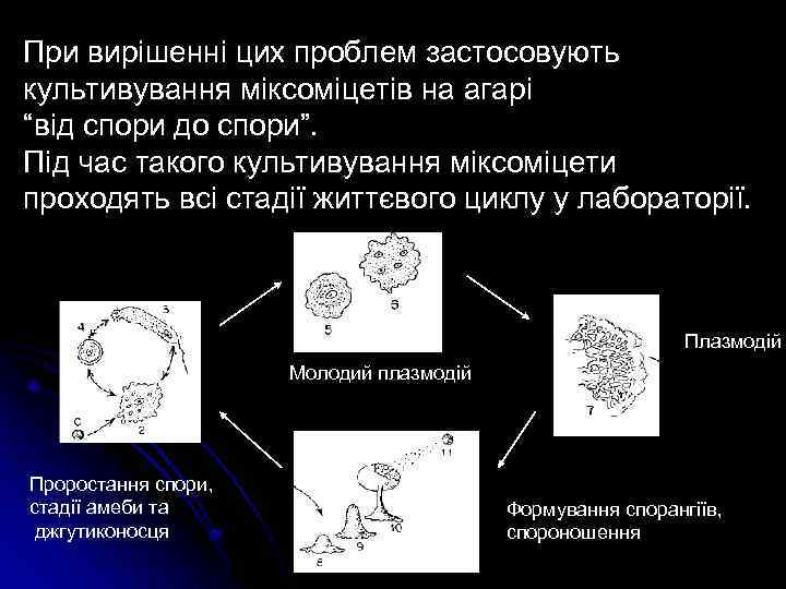 При вирішенні цих проблем застосовують культивування міксоміцетів на агарі “від спори до спори”. Під