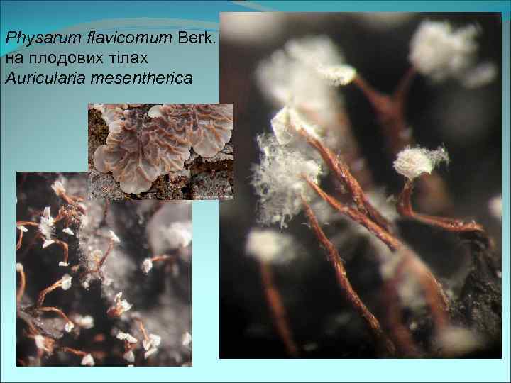Physarum flavicomum Berk. на плодових тілах Auricularia mesentherica 