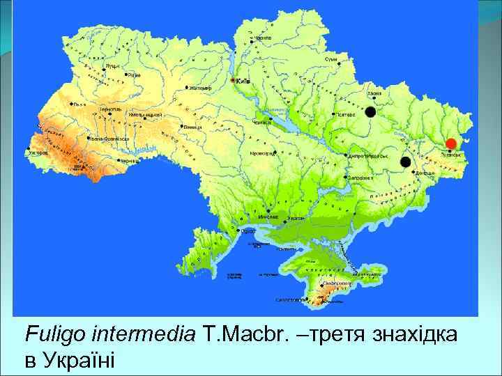 Fuligo intermedia T. Macbr. –третя знахідка в Україні 