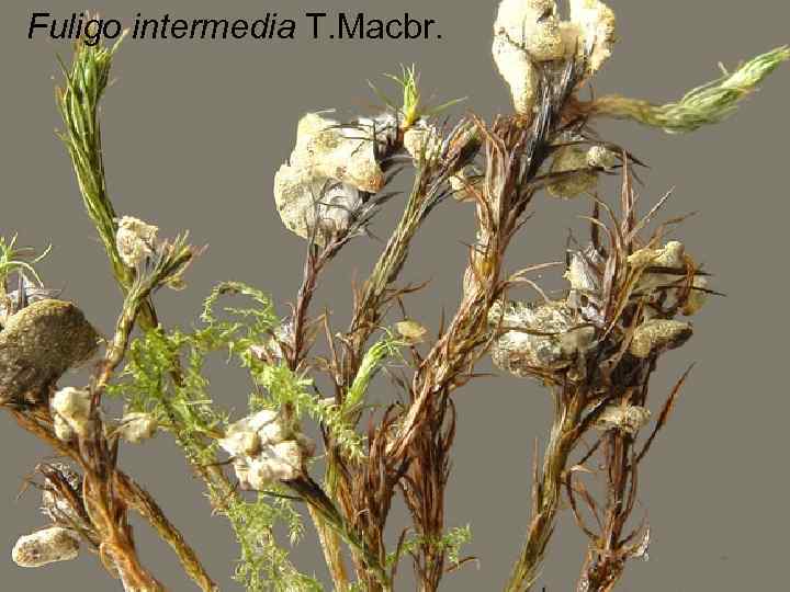 Fuligo intermedia T. Macbr. 