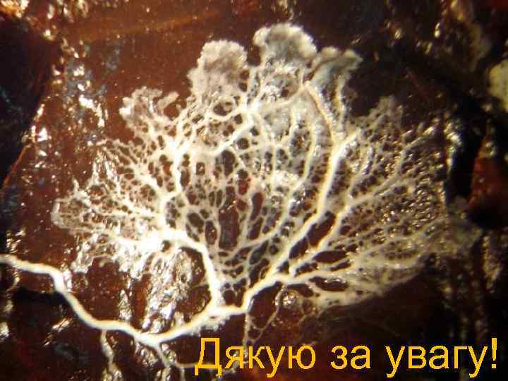 Дякую за увагу! 