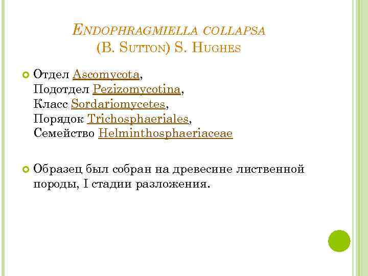 ENDOPHRAGMIELLA COLLAPSA (B. SUTTON) S. HUGHES Отдел Ascomycota, Подотдел Pezizomycotina, Класс Sordariomycetes, Порядок Trichosphaeriales,