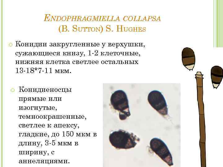ENDOPHRAGMIELLA COLLAPSA (B. SUTTON) S. HUGHES o Конидии закругленные у верхушки, сужающиеся книзу, 1