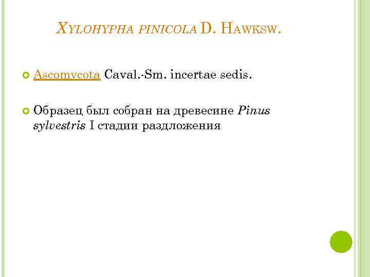 XYLOHYPHA PINICOLA D. HAWKSW. Ascomycota Caval. -Sm. incertae sedis. Образец был собран на древесине