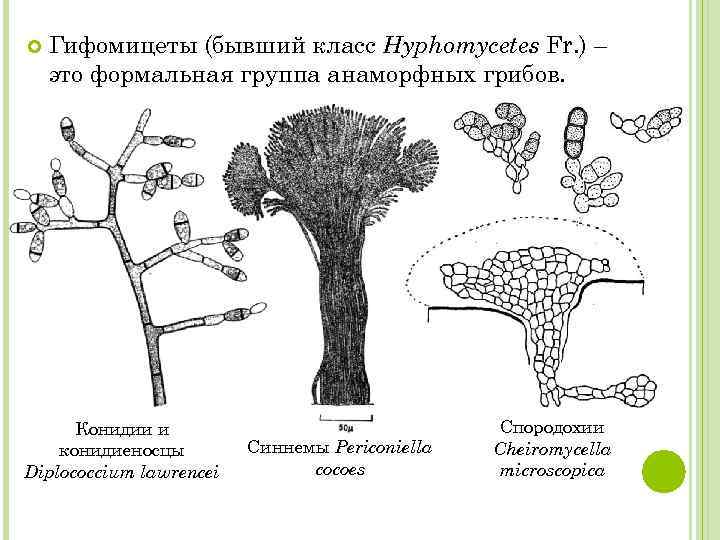  Гифомицеты (бывший класс Hyphomycetes Fr. ) – это формальная группа анаморфных грибов. Конидии
