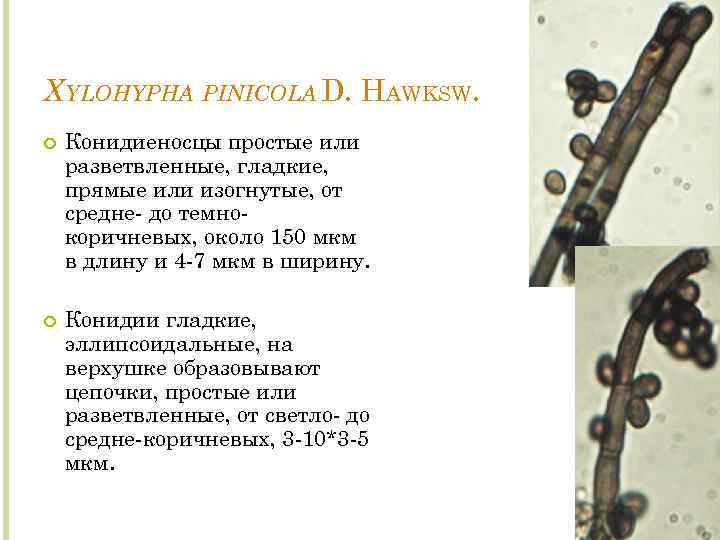 XYLOHYPHA PINICOLA D. HAWKSW. Конидиеносцы простые или разветвленные, гладкие, прямые или изогнутые, от средне-