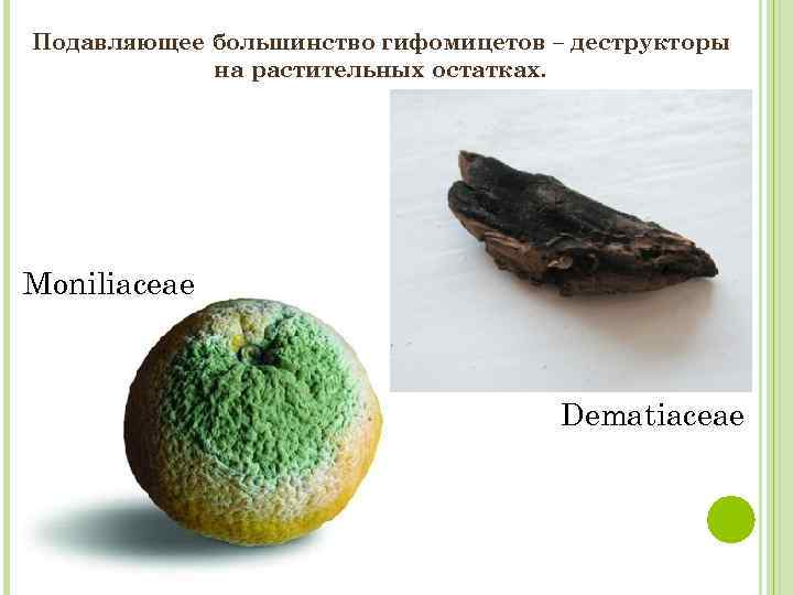 Подавляющее большинство гифомицетов – деструкторы на растительных остатках. Moniliaceae Dematiaceae 