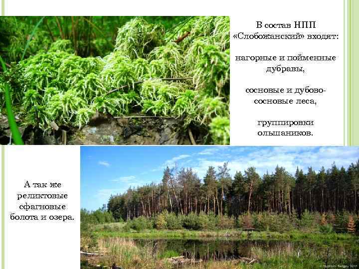 В состав НПП «Слобожанский» входят: нагорные и пойменные дубравы, сосновые и дубовососновые леса, группировки