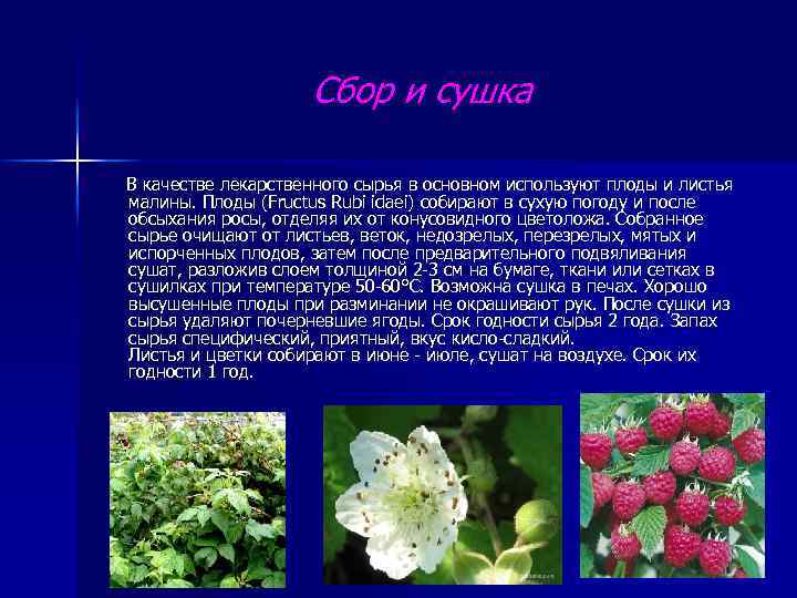 Сбор и сушка В качестве лекарственного сырья в основном используют плоды и листья малины.
