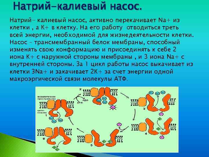 Калий натриевый насос схема