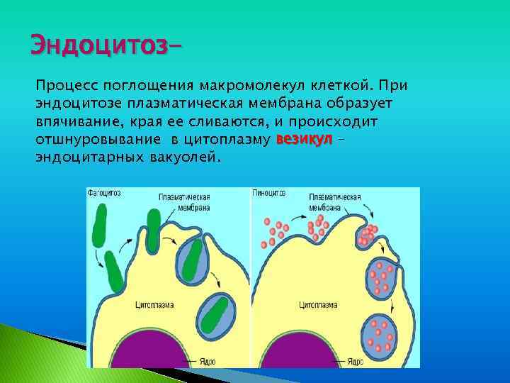 Поступление веществ