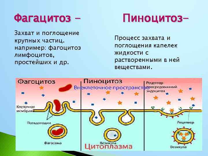 Поступление веществ в клетку