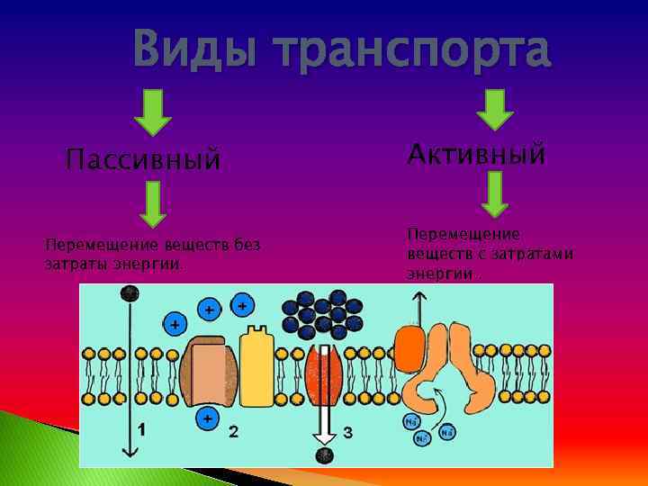 Поступление в клетку. Активный транспорт питательных веществ. Активный и пассивный транспорт веществ в клетке. Пути проникновения веществ в клетку. Механизмы транспорта веществ активный и пассивный.