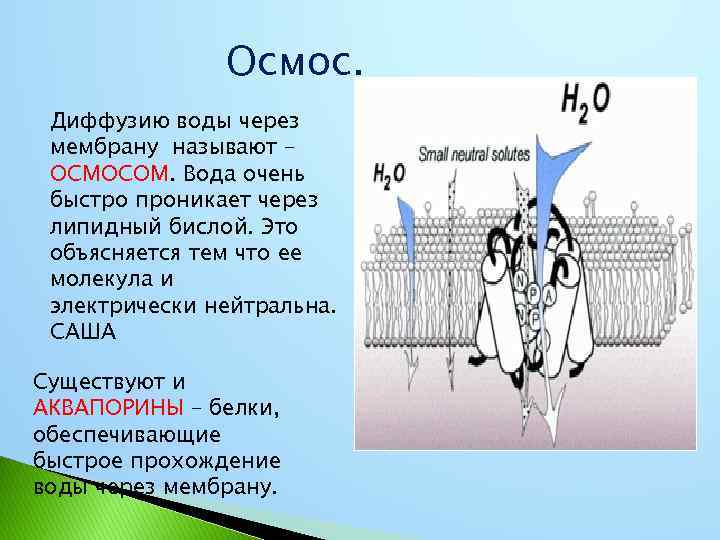 Осмос. Диффузию воды через мембрану называют – ОСМОСОМ. Вода очень быстро проникает через липидный